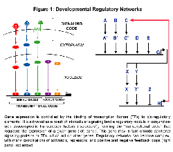 network diagram